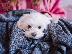 PoulaTo: Maltese